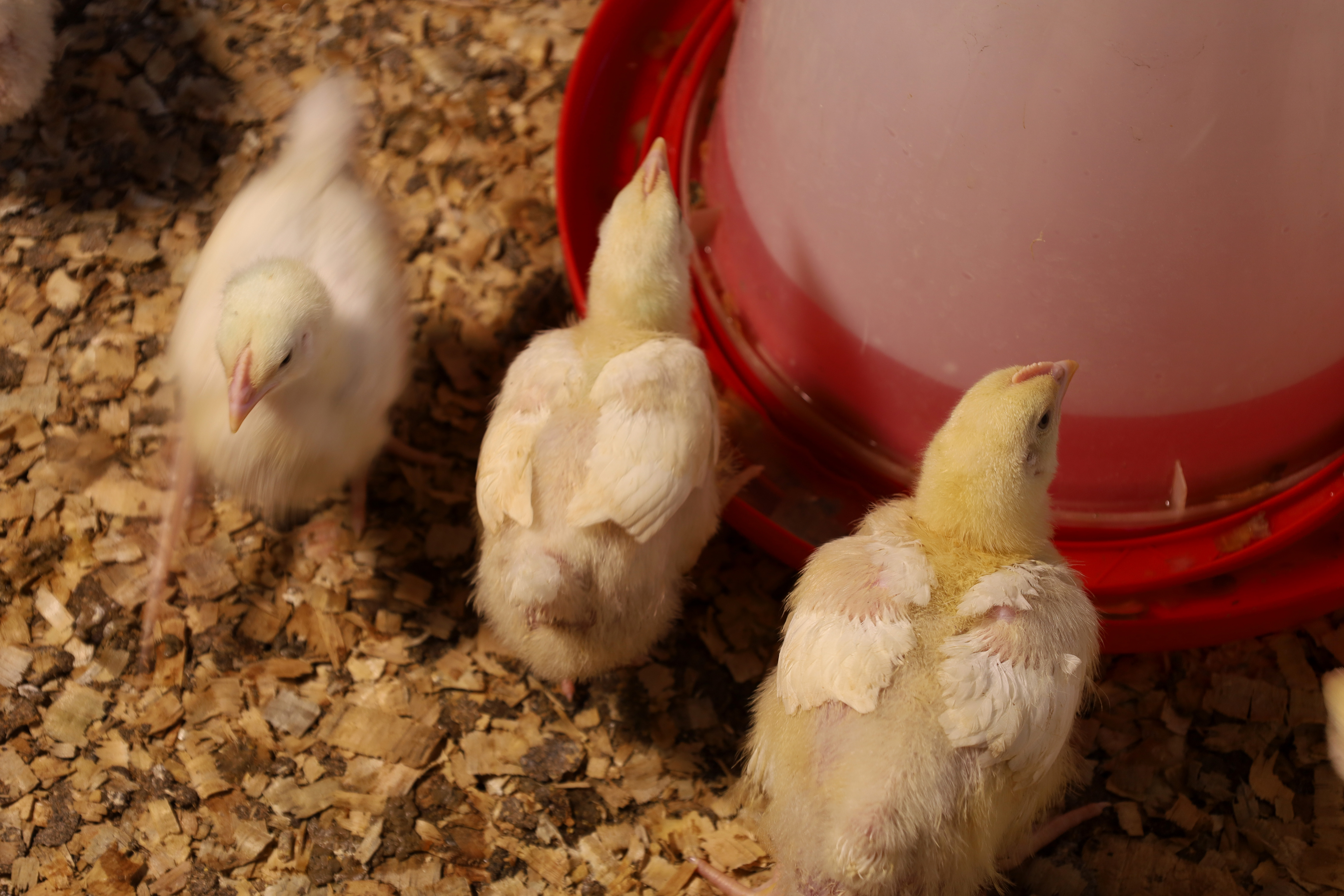 Agrinema Farm foundation and early farming operations in 2022