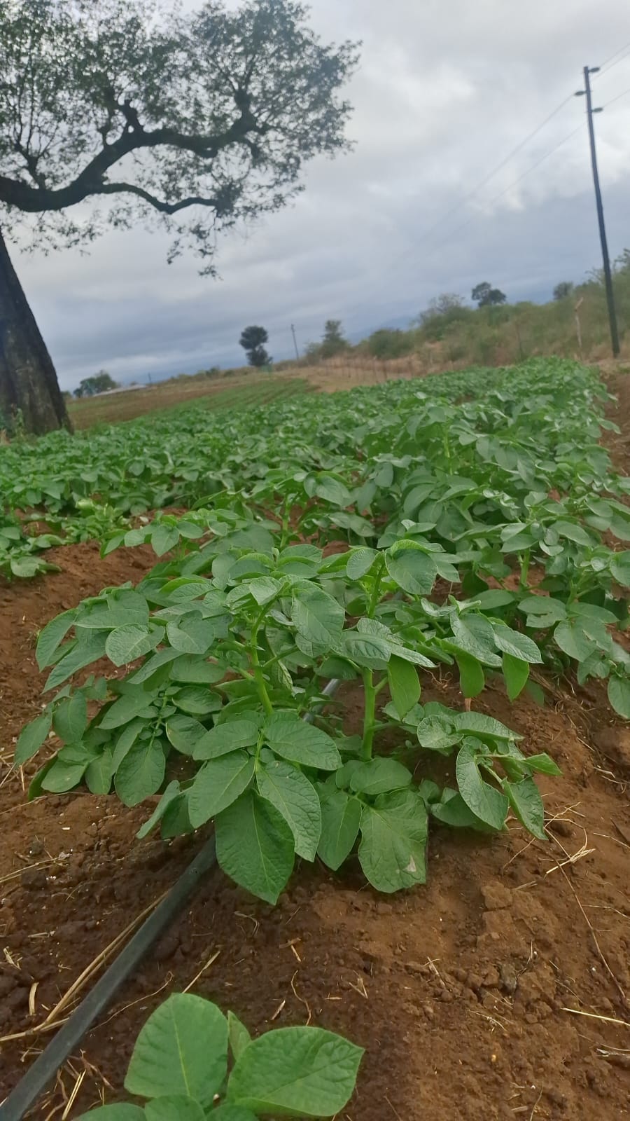 Sustainable Farming Practices for South African Agriculture