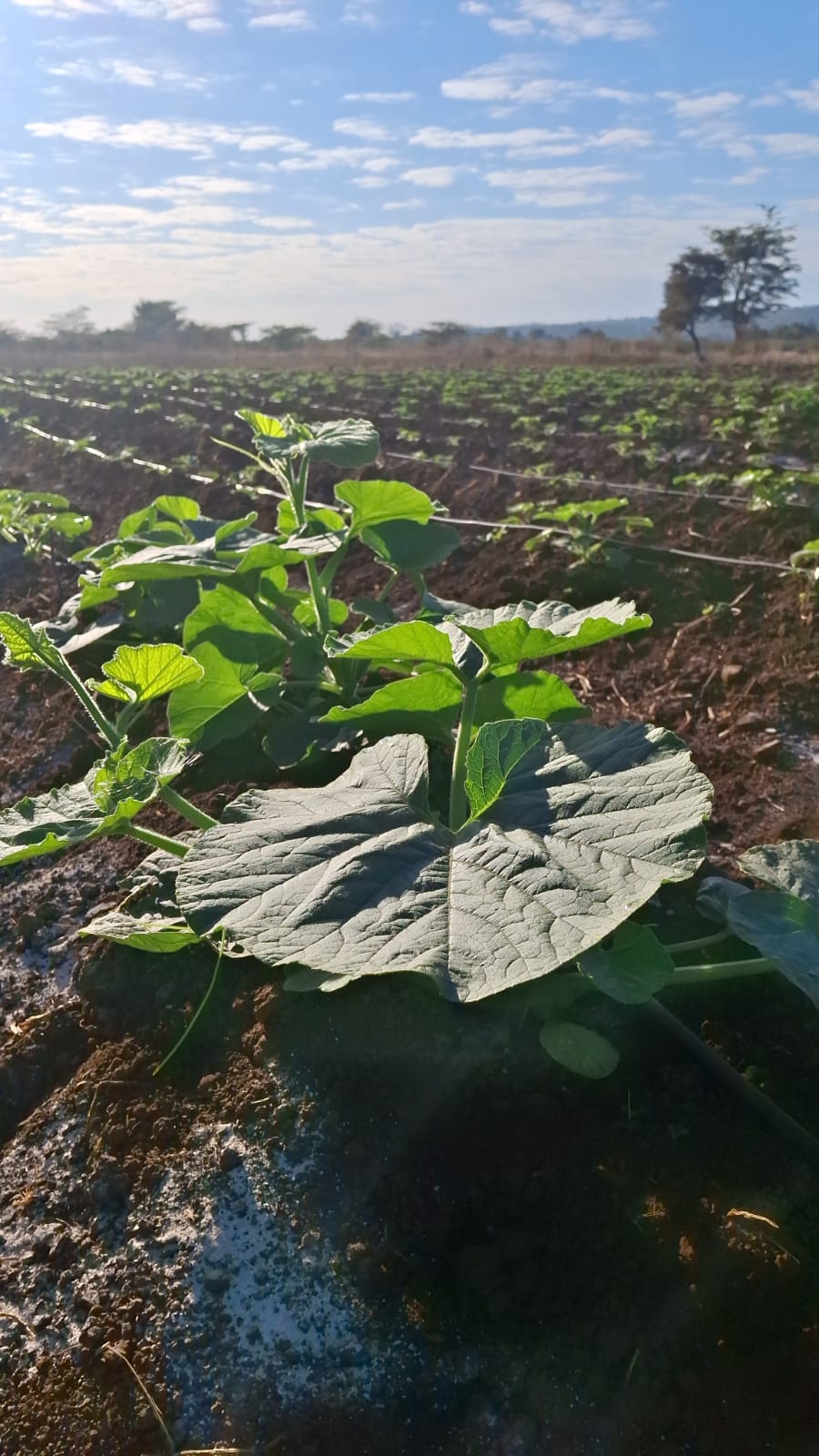 Water Conservation Techniques for Vegetable Farming