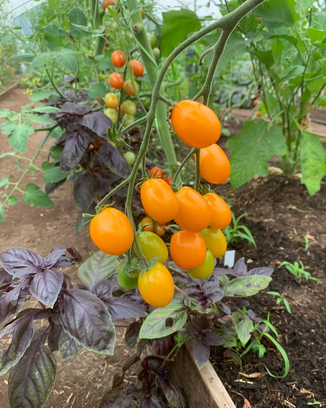 Agrinema Farm expansion and diversification of agricultural operations